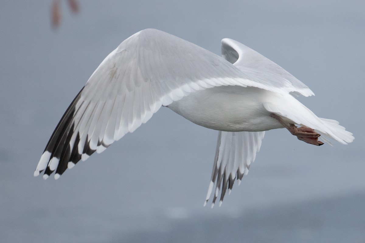 Gaviota Argéntea (americana) - ML308916931