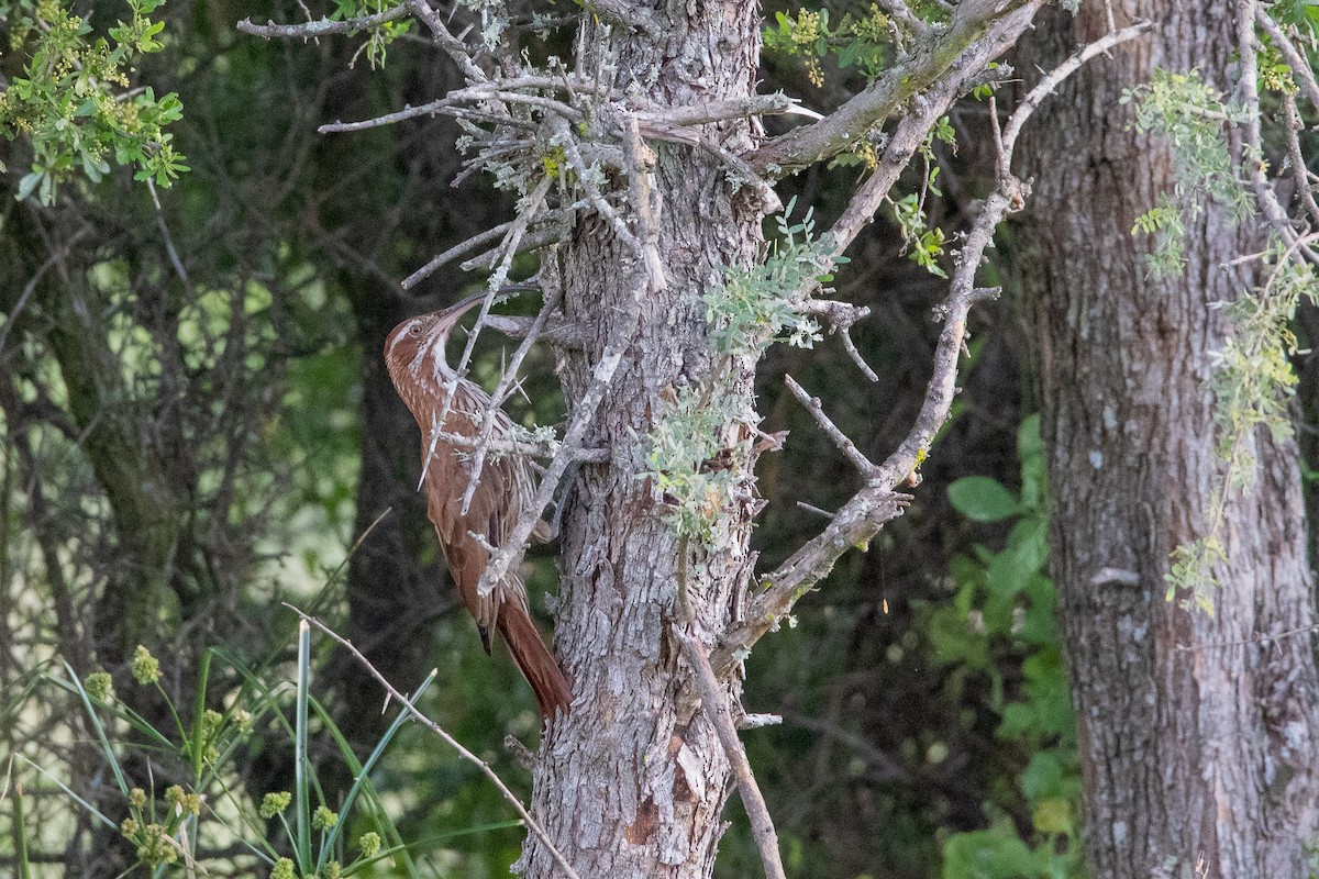 Scimitar-billed Woodcreeper - ML308917541