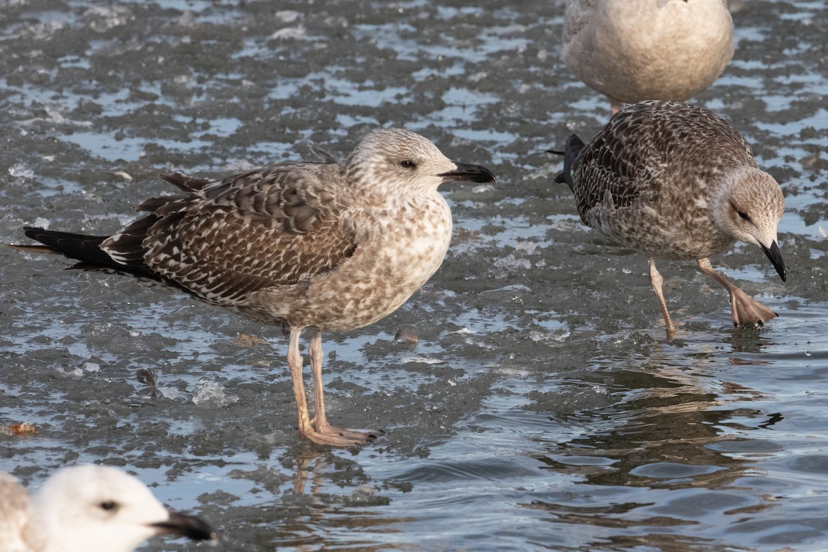 Gaviota Sombría - ML308918131