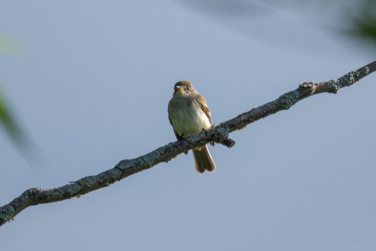 Willow Flycatcher - ML308918311