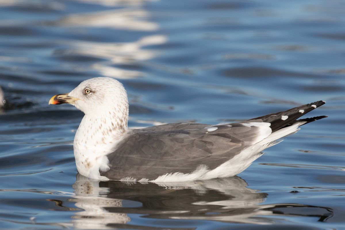 Lesser Black-backed Gull - ML308918321