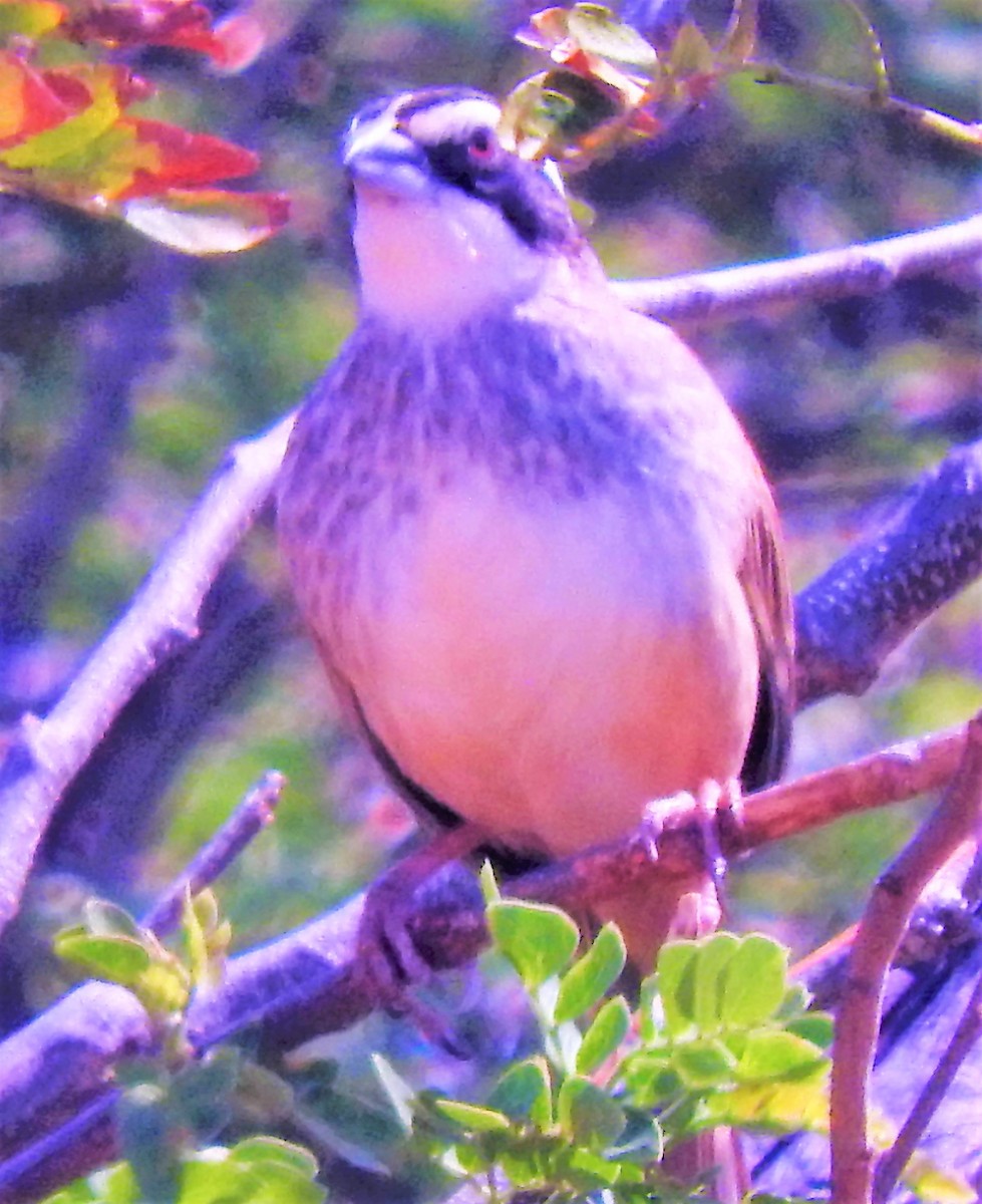 Stripe-headed Sparrow - ML308918381
