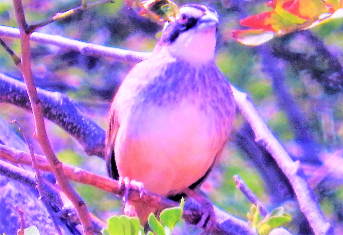 Stripe-headed Sparrow - ML308918391