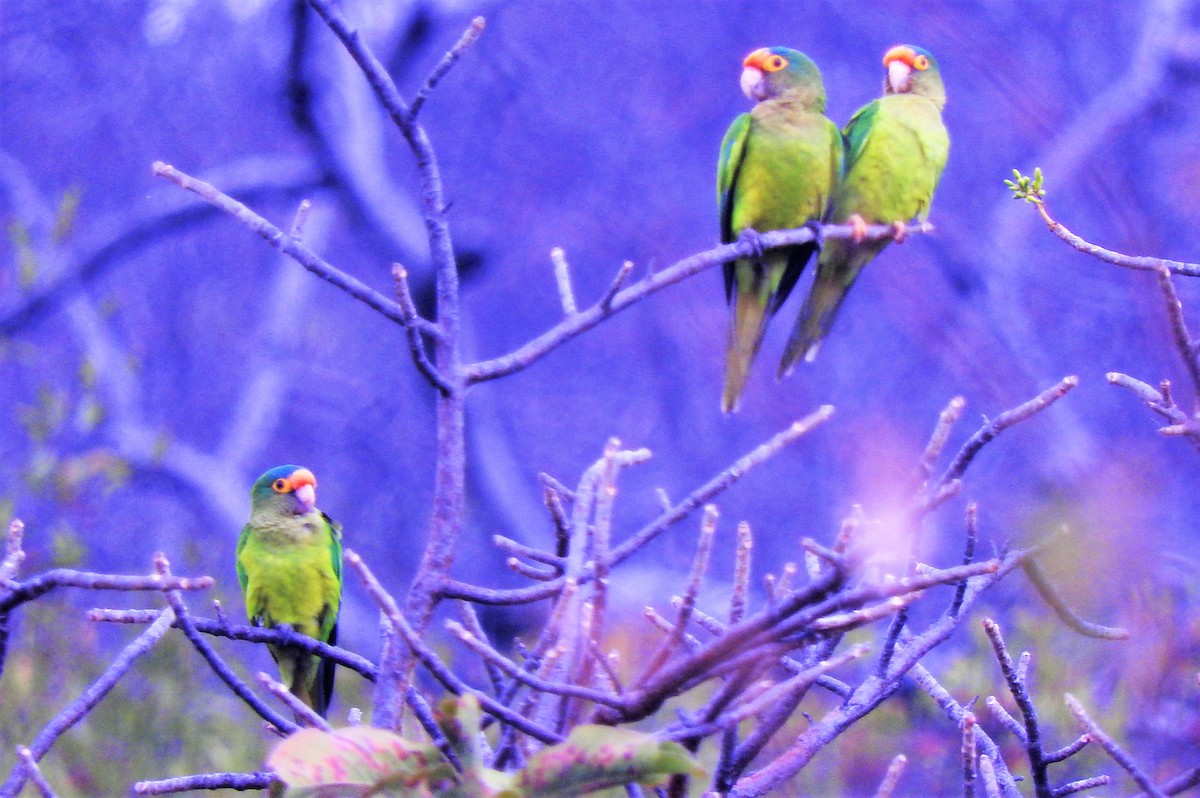 Orange-fronted Parakeet - ML308918981