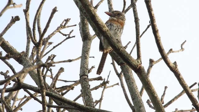 Spot-backed Puffbird - ML308920151