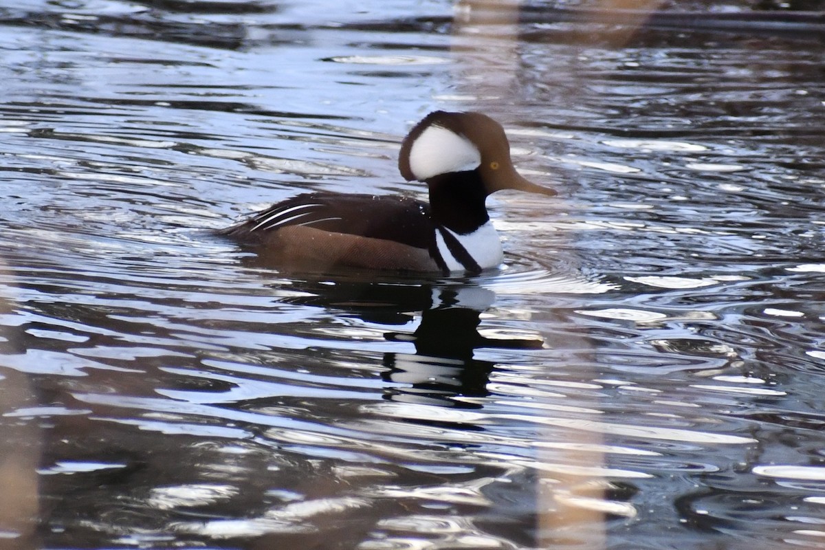 Hooded Merganser - ML308920861