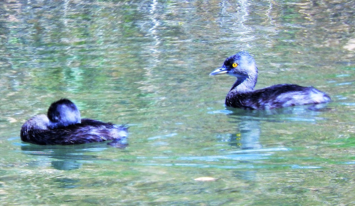 Least Grebe - ML308921981