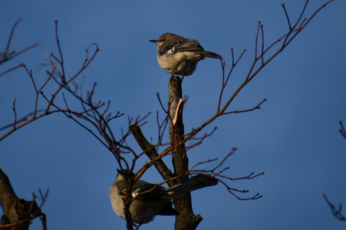 Northern Mockingbird - ML308922121