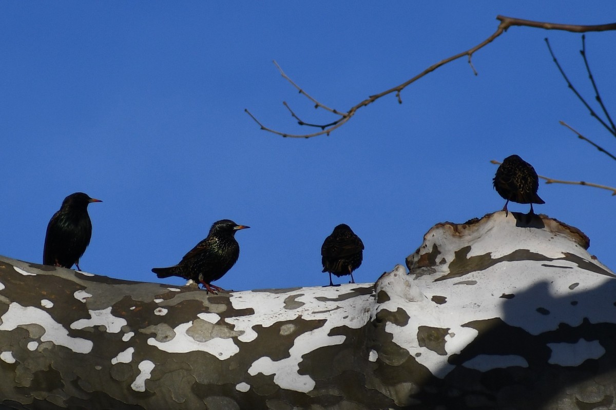 European Starling - ML308922301