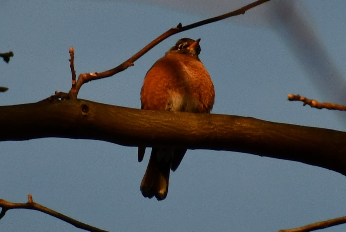 American Robin - ML308922421