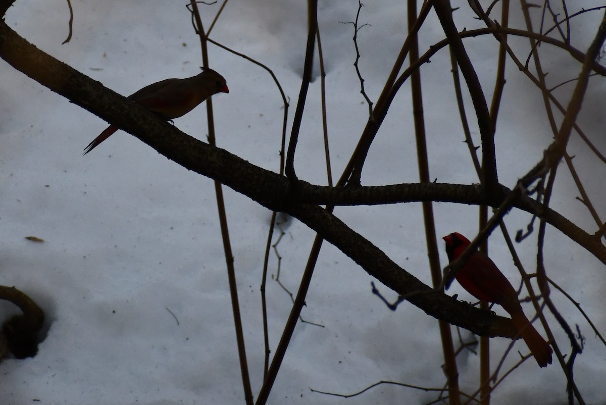 Northern Cardinal - ML308922601