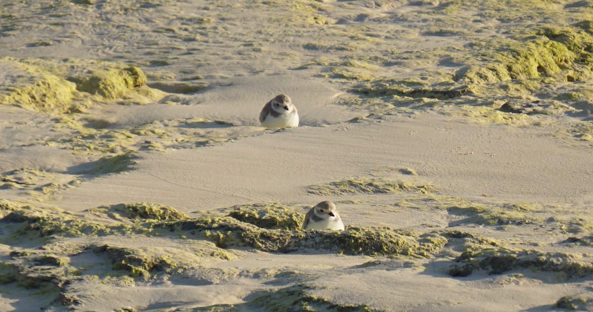 Piping Plover - ML308922671