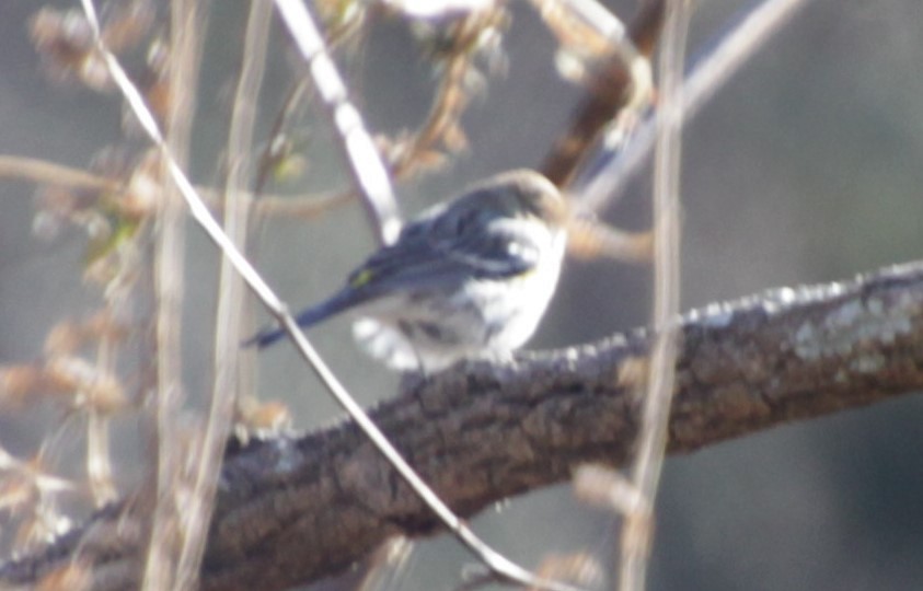 Yellow-rumped Warbler - ML308923281