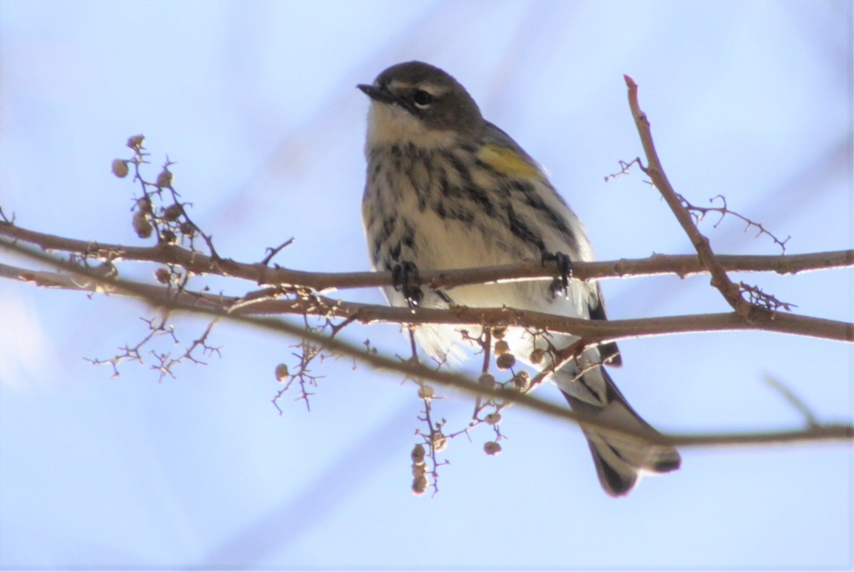 Yellow-rumped Warbler - ML308923621