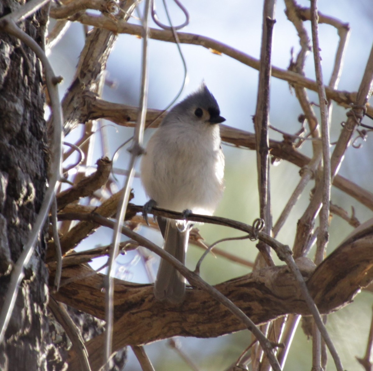 Tufted Titmouse - ML308923851
