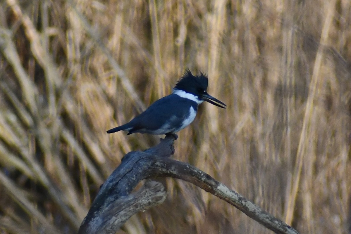 Belted Kingfisher - ML308923871