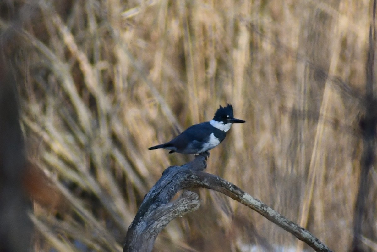 Belted Kingfisher - ML308923881