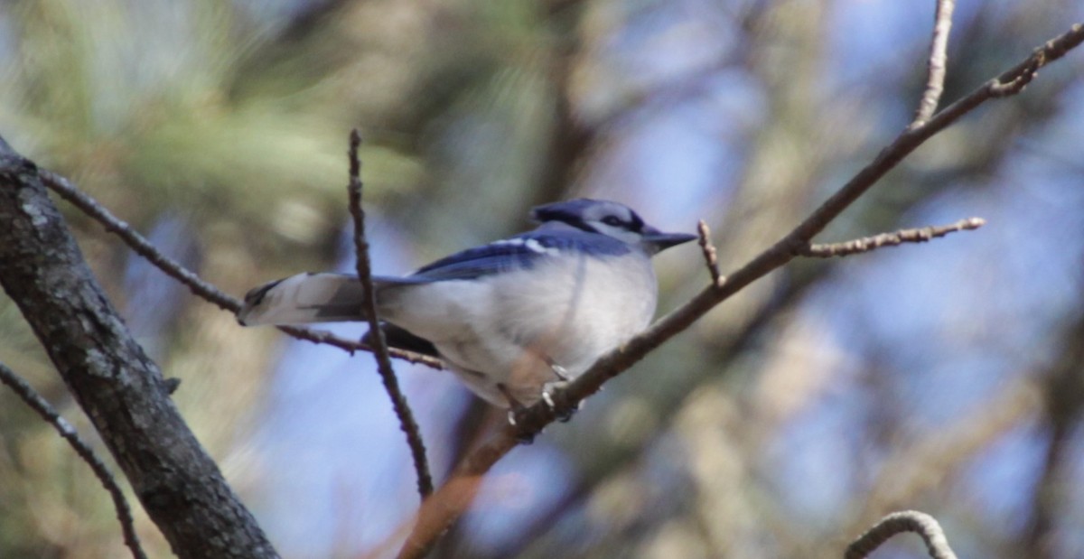 Blue Jay - ML308923971
