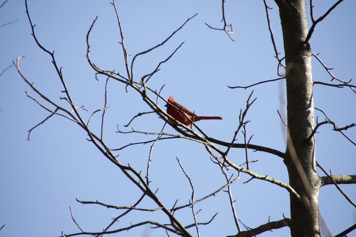 Northern Cardinal - ML308924211