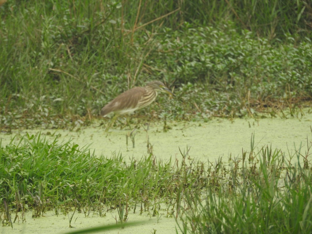 Indian Pond-Heron - ML308925151