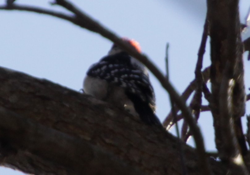Downy Woodpecker - ML308925201