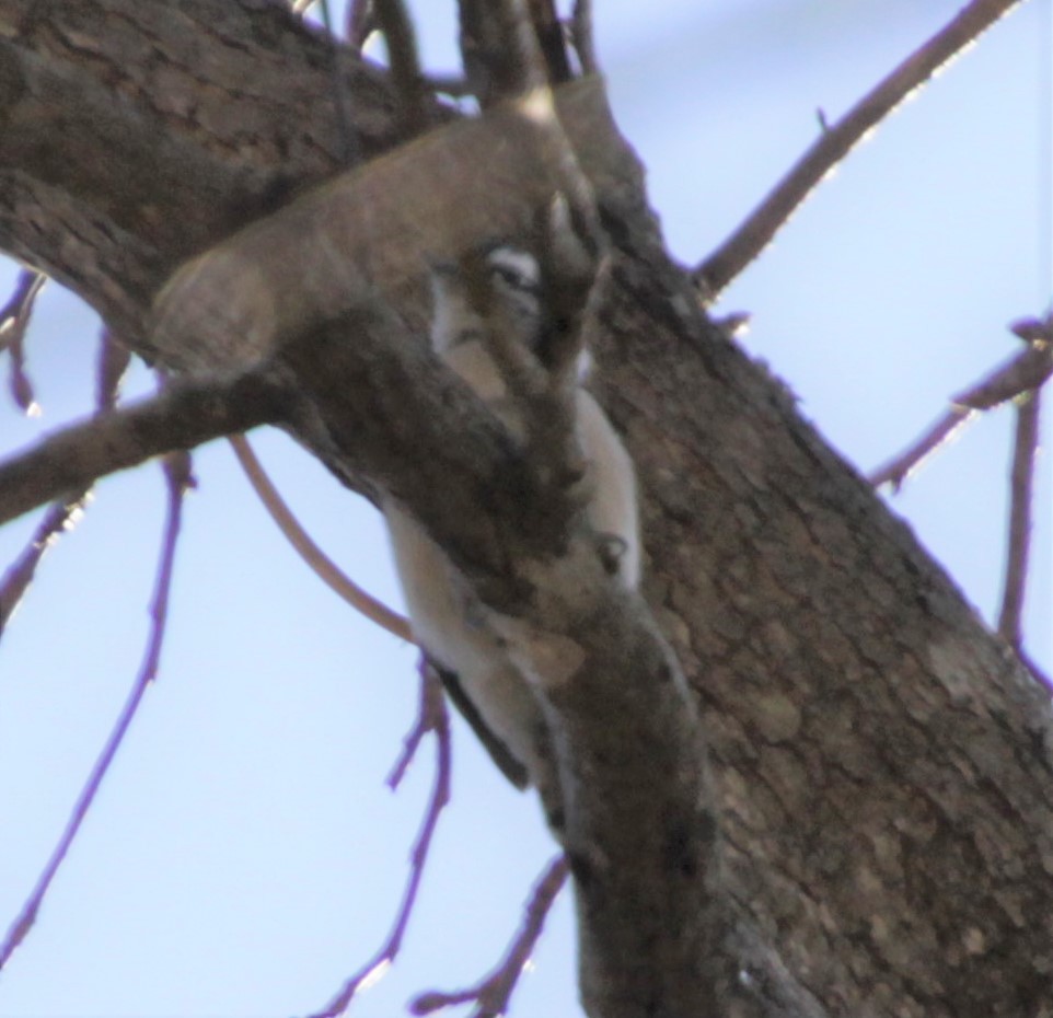 Downy Woodpecker - ML308925211