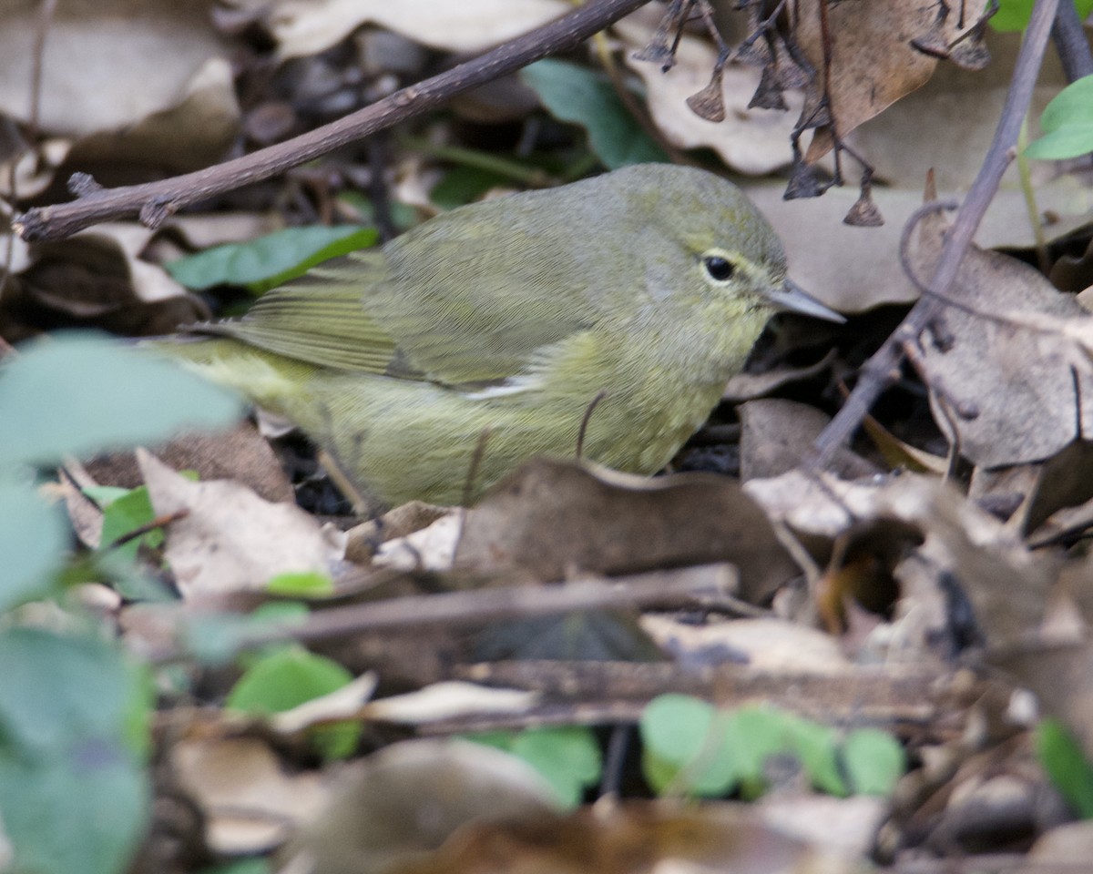 Orange-crowned Warbler - ML308925251
