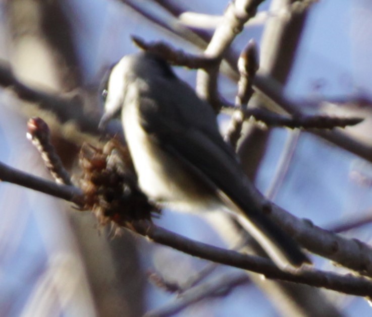 Carolina Chickadee - ML308925471