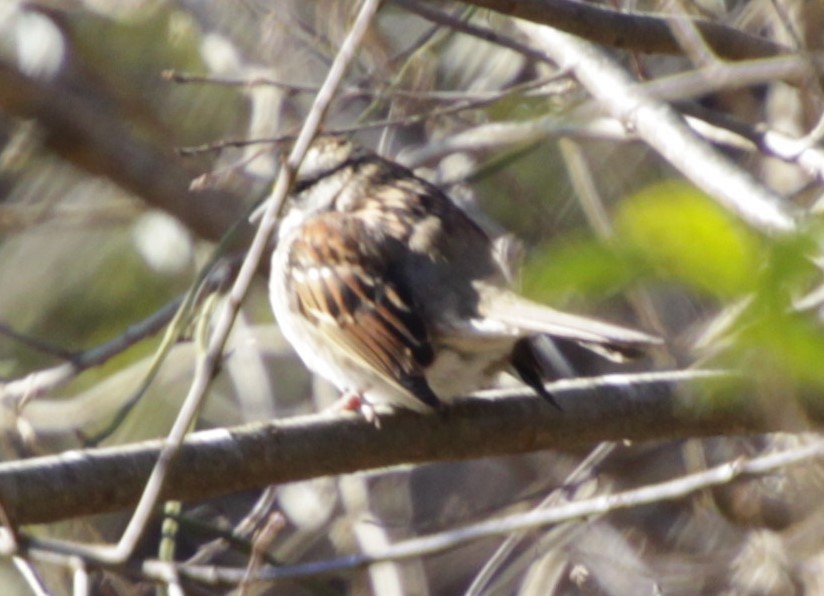 White-throated Sparrow - ML308925661