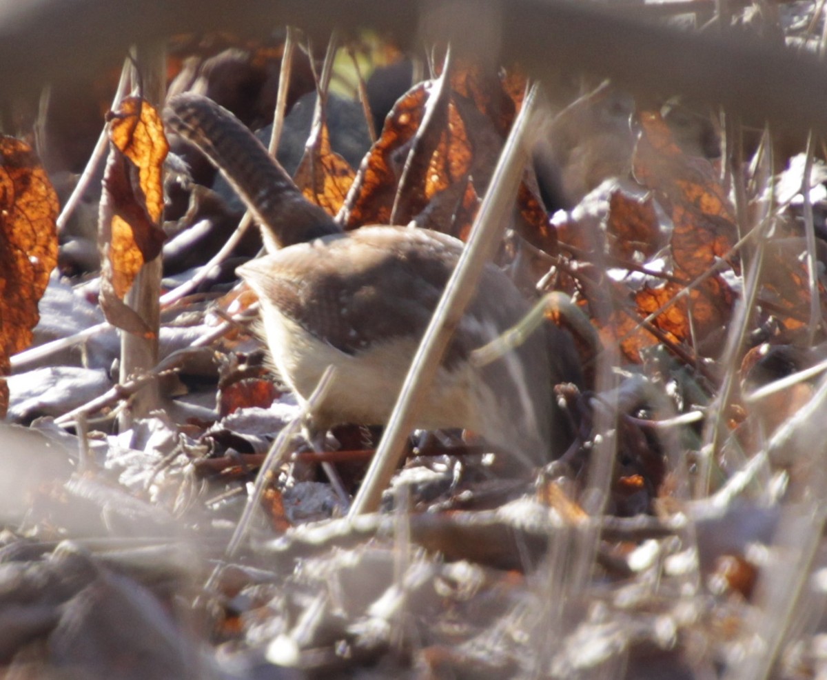 Carolina Wren - ML308925851