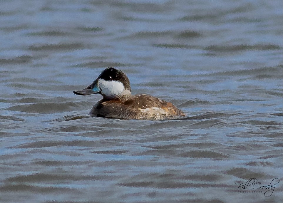 Ruddy Duck - ML308926501