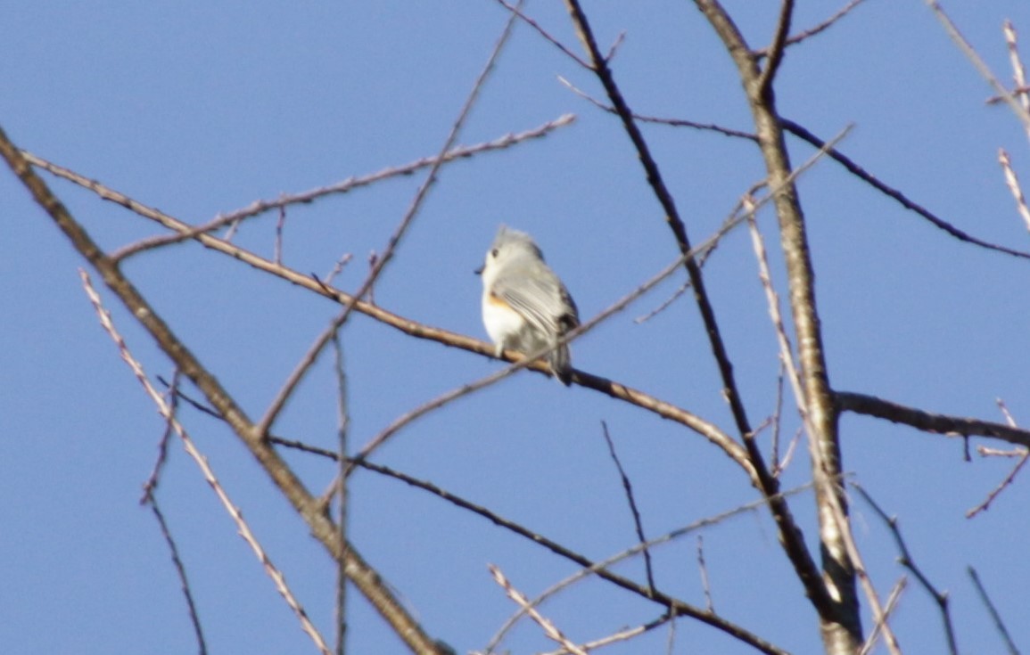 Tufted Titmouse - ML308926541
