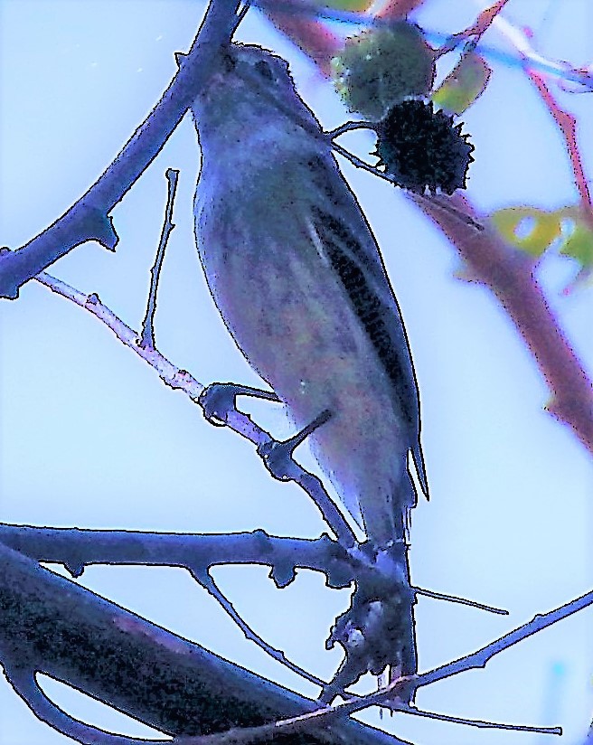 Mosquero sp. (Empidonax sp.) - ML308926691