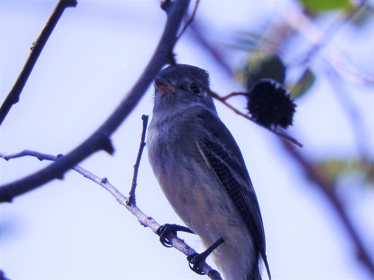 חטפית Empidonax בלתי-מזוהה - ML308926801