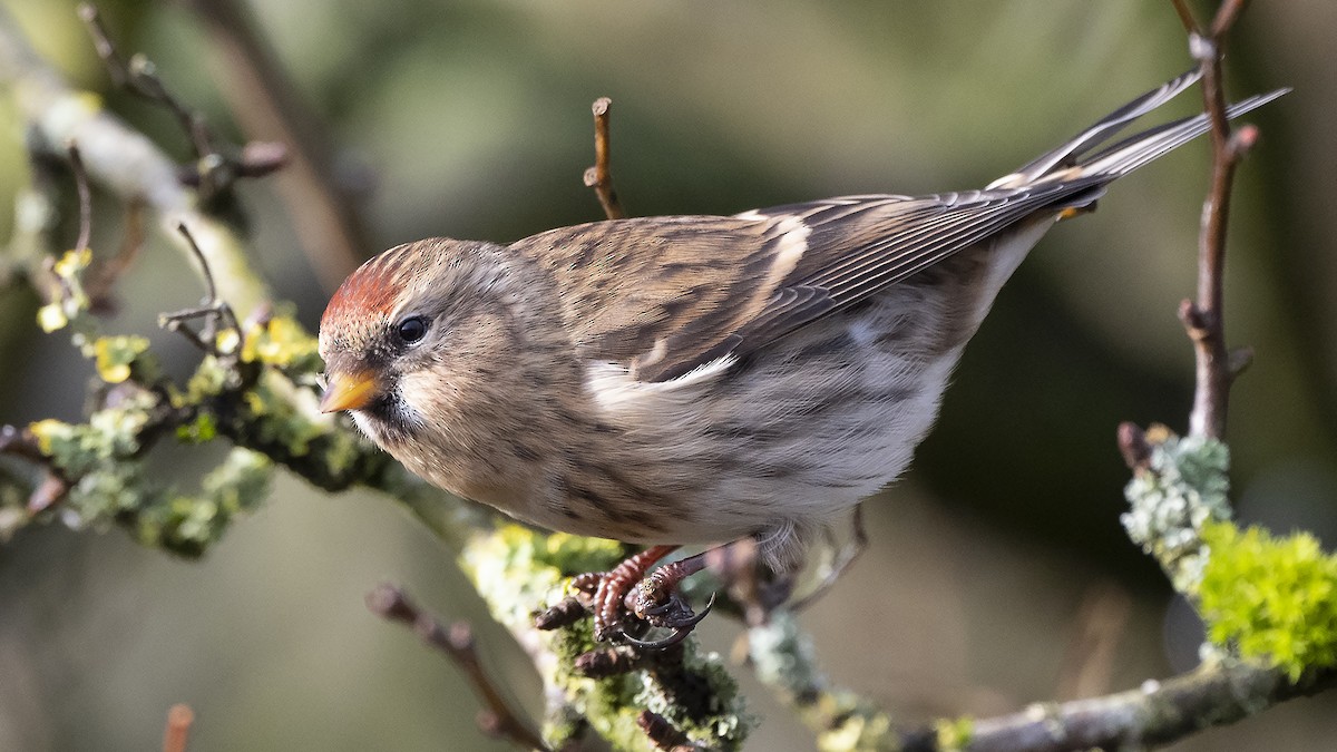 Lesser Redpoll - ML308926951