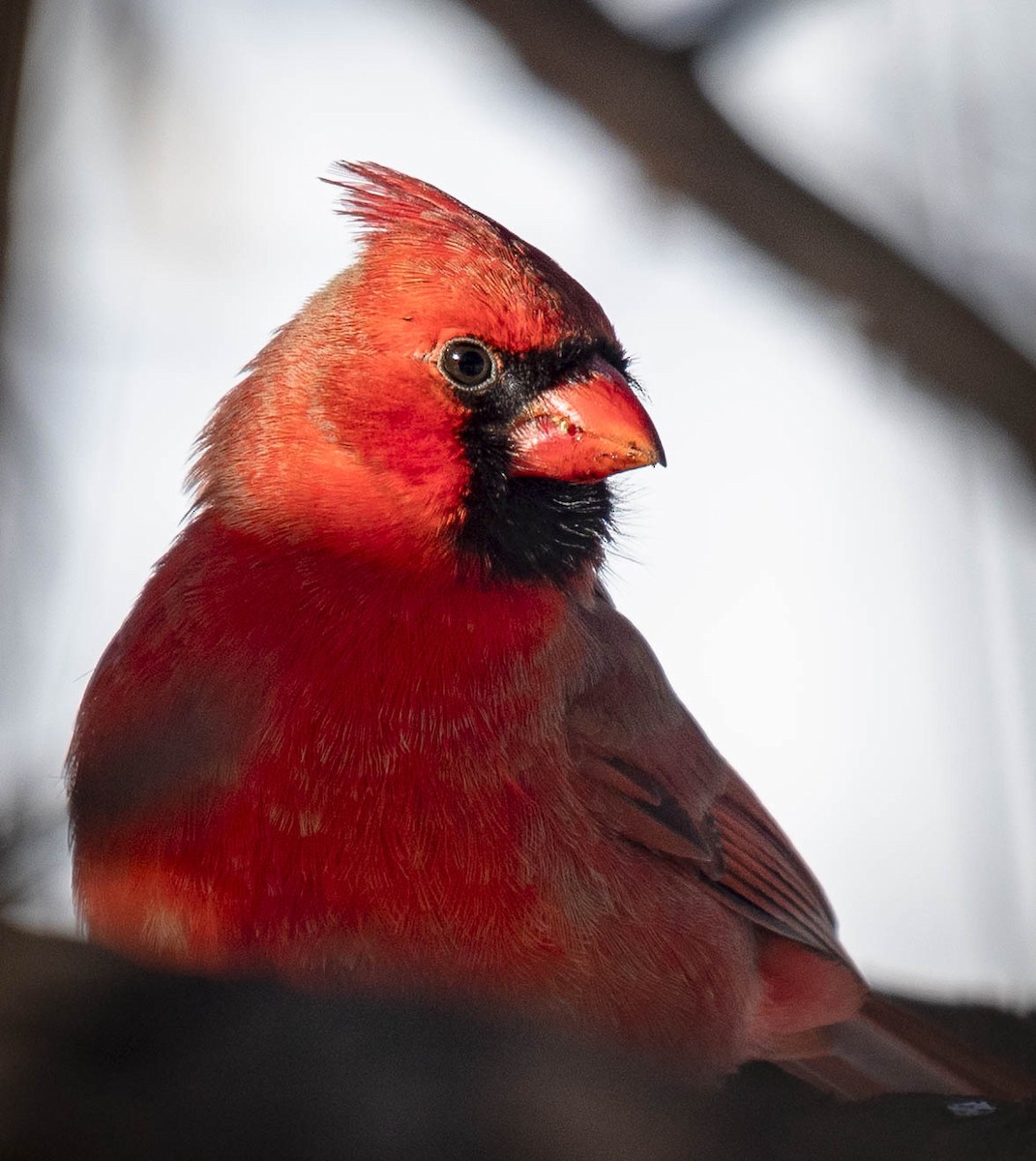 Cardinal rouge - ML308927551