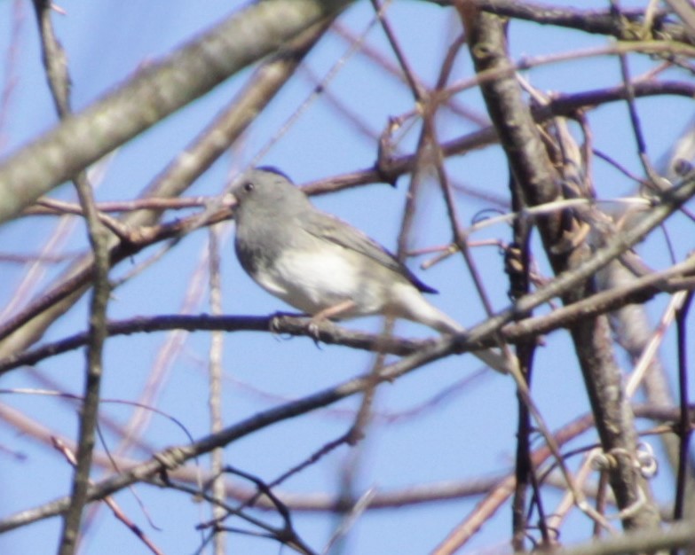 Dark-eyed Junco - ML308928171