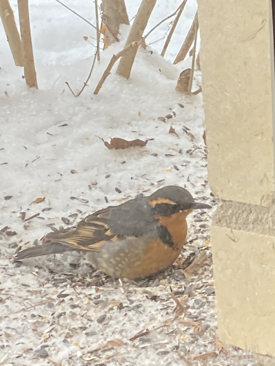 Varied Thrush - ML308928331
