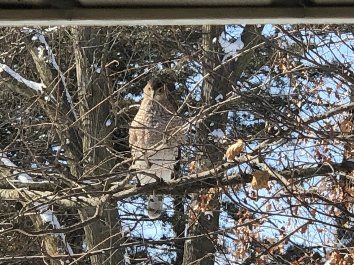 Cooper's Hawk - ML308928681