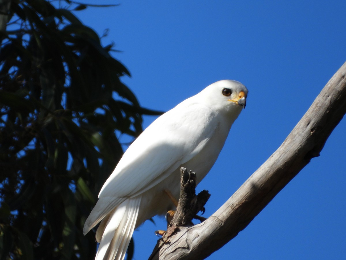 Gray Goshawk - troy and karyn zanker