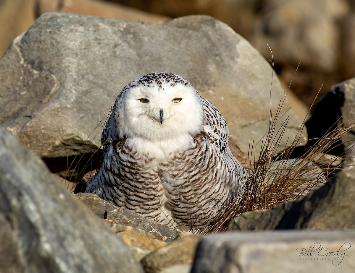 Snowy Owl - ML308929601