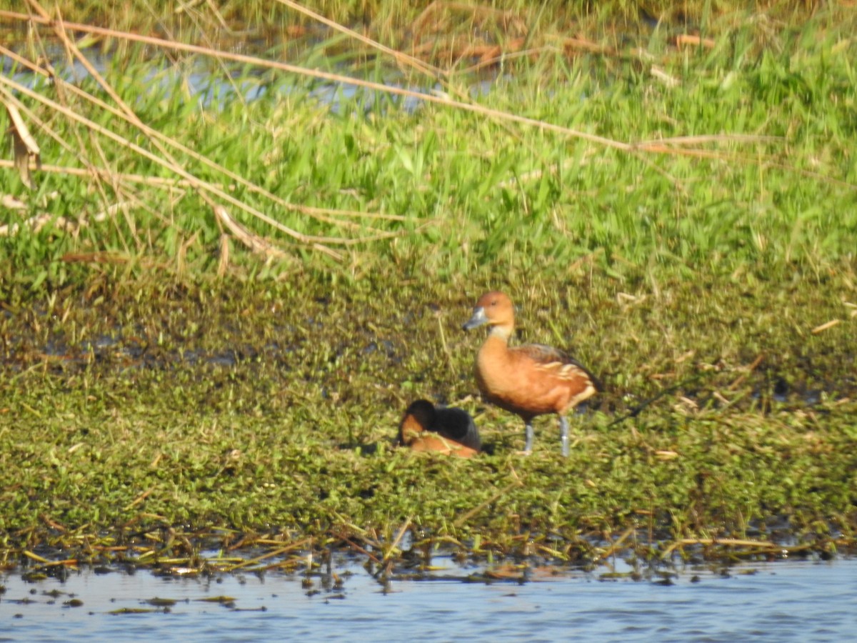 Dendrocygne fauve - ML308933251