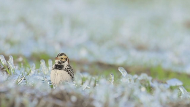 Lapland Longspur - ML308935191