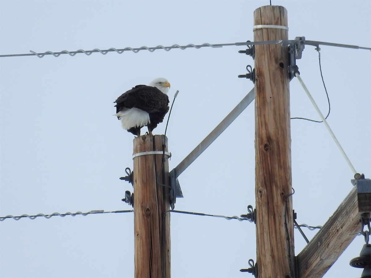 Bald Eagle - ML308935641