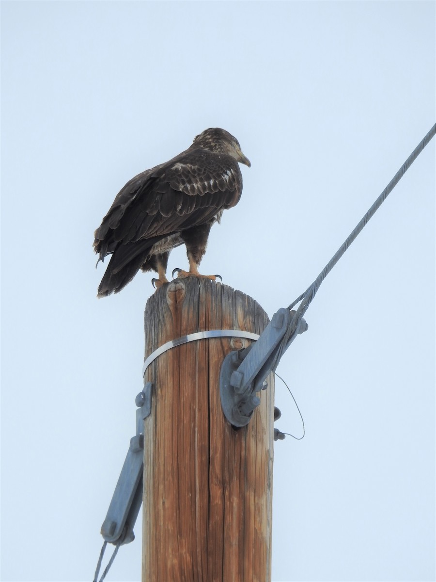 Bald Eagle - ML308935681