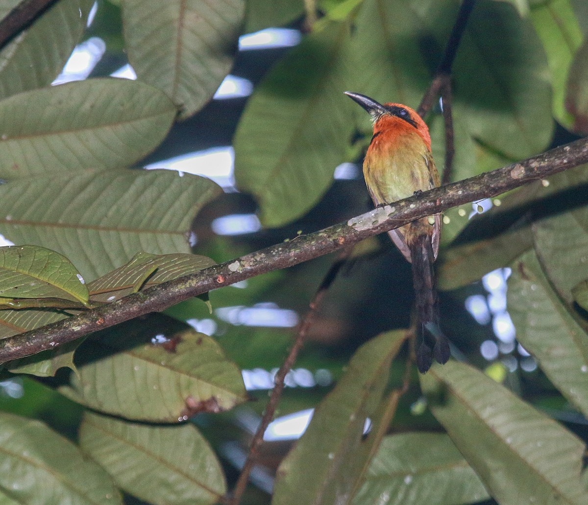 Broad-billed Motmot - ML30893581