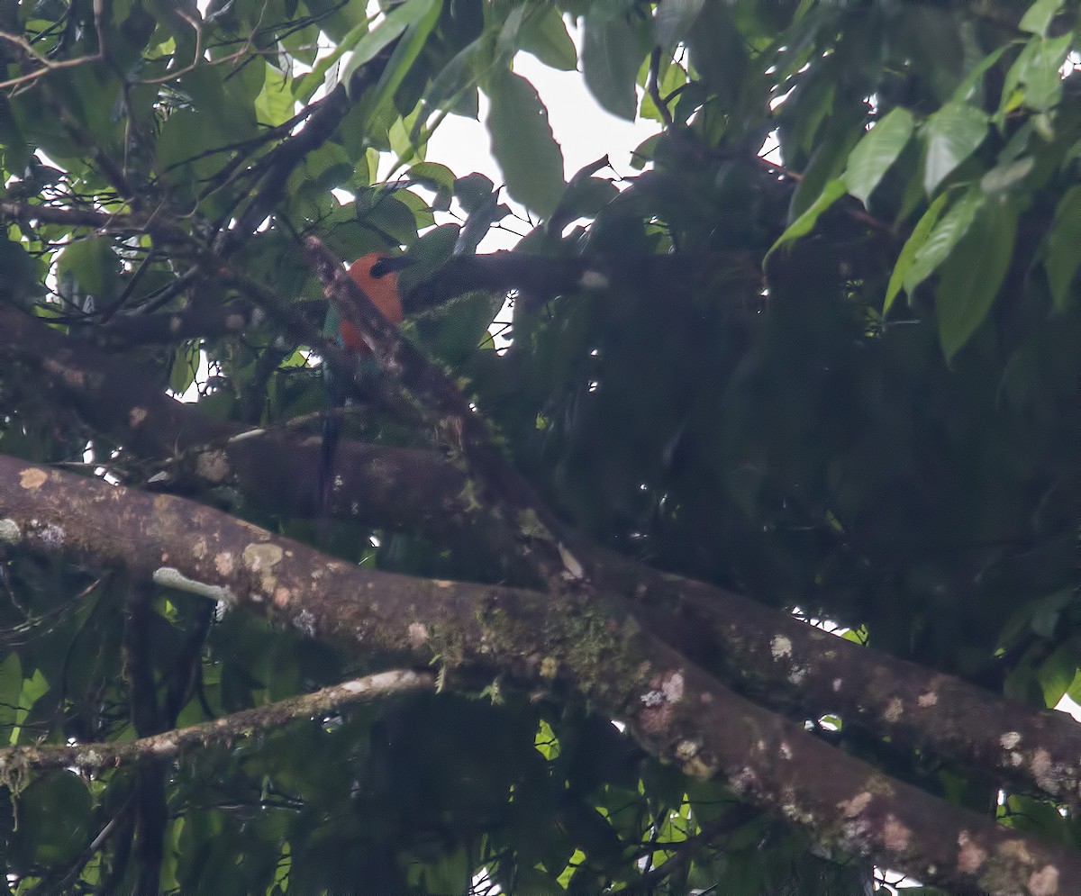 Rufous Motmot - ML30893591