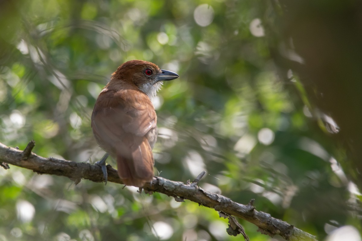 Great Antshrike - ML308936581