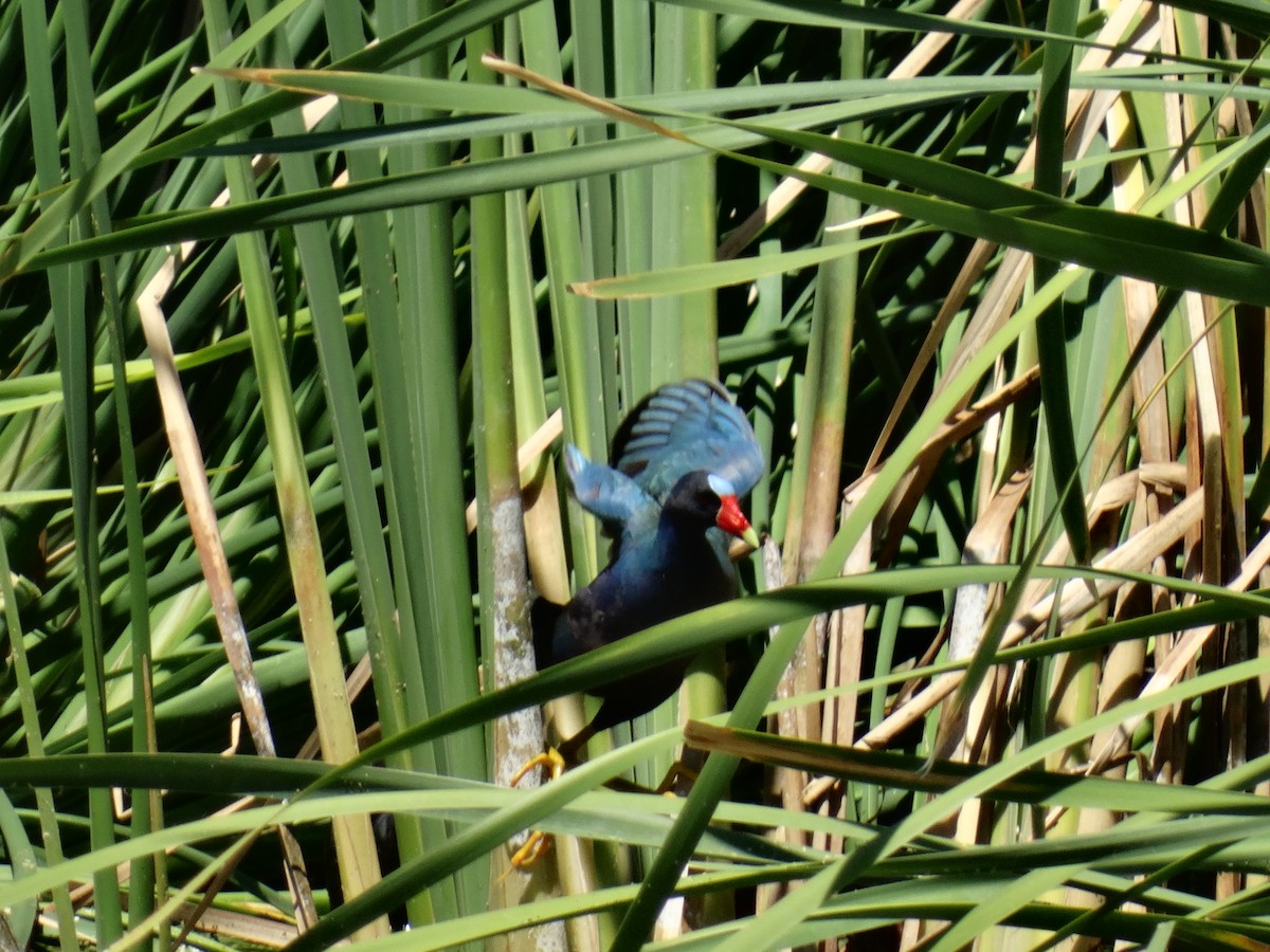 Purple Gallinule - ML30893761