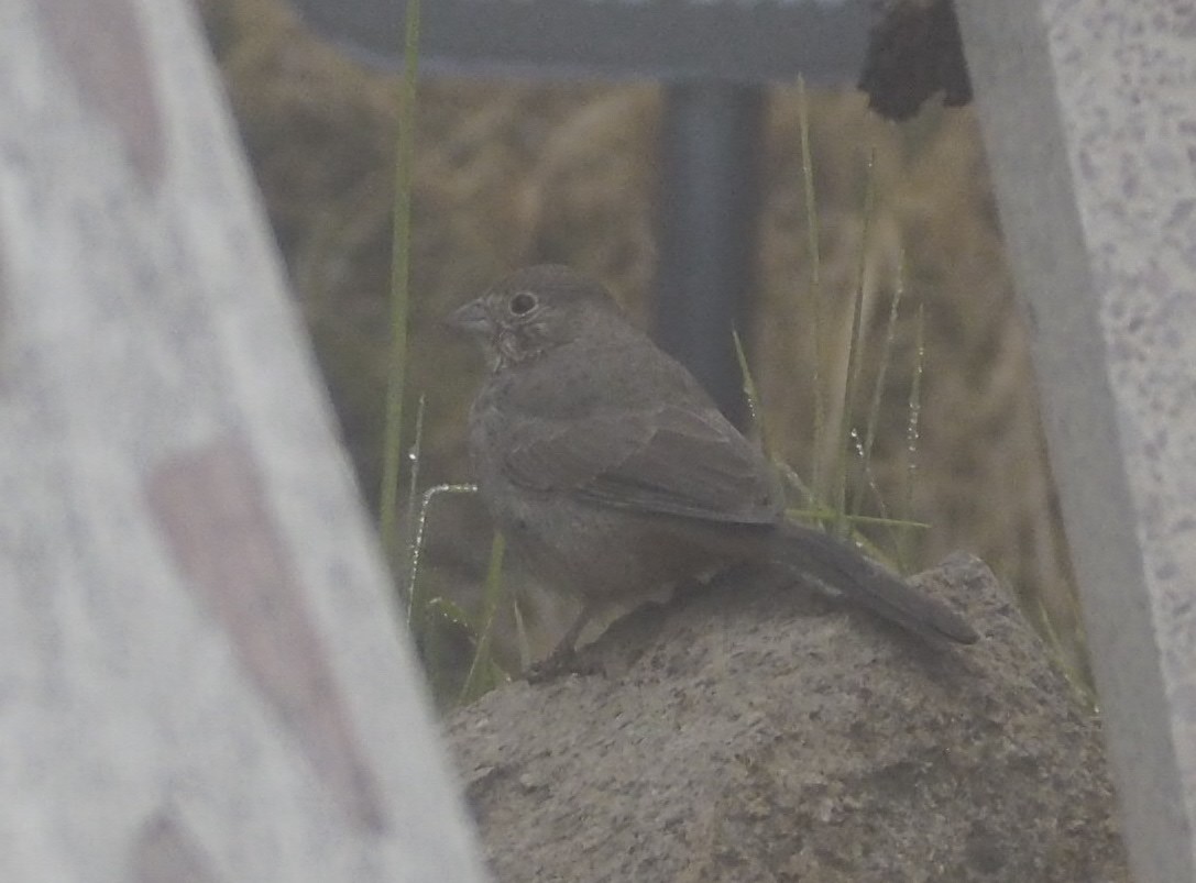 Canyon Towhee - ML308939141